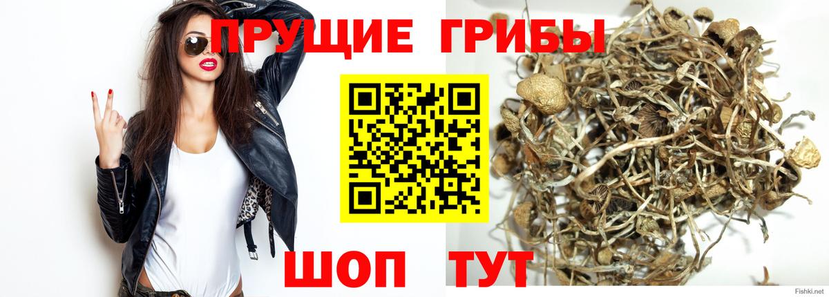 Псилоцибиновые грибы GOLDEN TEACHER Электросталь